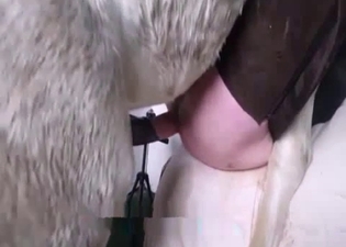 Farm girl hot nicely drilled by stallion